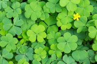 Plein d'oxalis verts avec une petite fleur jaune