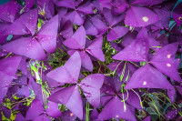Des oxalis à feuilles violettes poussent dans le jardin