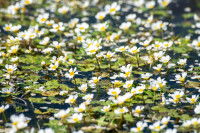 Des renoncules aquatiques