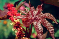 Feuille et fleurs de ricin