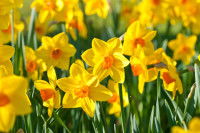 Un jardin rempli de jonquilles en fleurs
