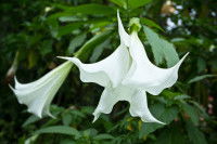 Vue proche de fleurs de datura