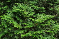 Des branches de thuya formant une haie