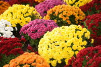 Des chrysanthèmes de toutes les couleurs dans un jardin
