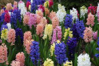 Des jacinthes de toutes les couleurs