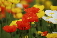 Des pavots de différentes couleurs