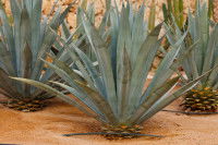 Des agaves plantées dans un champ