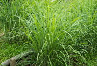 Des plants de citronnelle dans un jardin