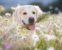 Chien qui tient des fleurs dans sa gueule