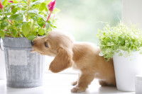 Chiot qui mordille une plante