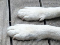 Anatomie du pied du chien