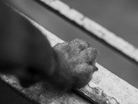 Les pododermatites infectieuses du chien