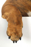 Les pododermatites allergiques chez le chien