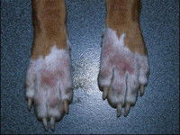 Les génodermatoses du chien