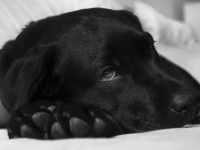 Les pododermatites auto-immunes chez le chien