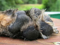Les pododermatites environnementales chez le chien