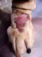 Les pododermatites d'origine comportementale chez le chien