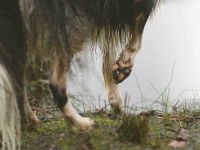 Diverses pododermatites touchant le chien