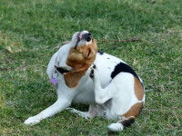 Un Beagle se gratte la tête