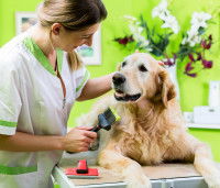 Un Golden Retriever se fait peigner avec un peigne anti-poux