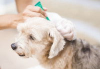 Un chien traité avec un spray anti-poux