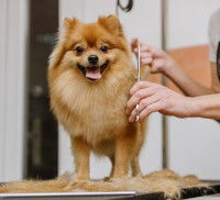 Un Loulou de Poméranie se fait toiletter