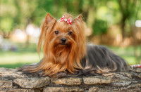 Un Yorkshire Terrier allongé sur des pierres