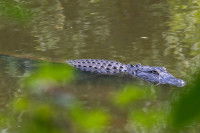 Un alligator américain nage dans une rivière en Floride