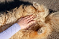 Le pouls au niveau de l’artère fémorale