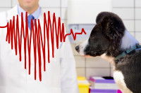 Qu’est-ce que le pouls ?