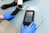 Calculer la fréquence cardiaque d’un chien