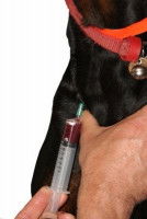 Pourquoi faire une prise de sang ? Quelles informations en attendre ?