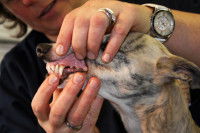 Une femme examine les mâchoires d'un chien