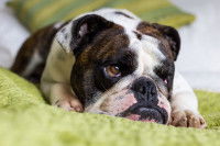 Un Bouledogue Anglais à l'air triste couché sur un lit