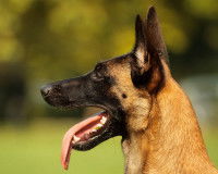 Un Berger Belge vu de profil