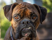 Vue proche d'un Boxer prognathe