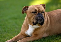 Un chien prognathe allongé dans l'herbe