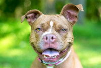 Vue proche de la gueule d'un chien prognathe