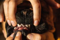 Une femme examine les dents de son chiot