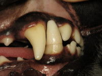 Vue proche d'un implant dentaire pour chien