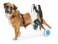 Chien paralysé avec un fauteuil roulant