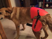 Un chien brun avec une prothèse soutenant son bassin