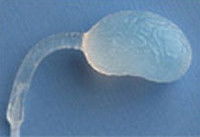 Prothèse testiculaire sur un fond bleu