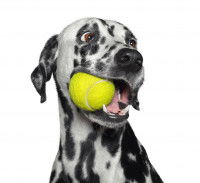 Dalmatien tenant une balle de tennis dans sa gueule 