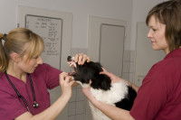 Chien ausculté par deux vétérinaires