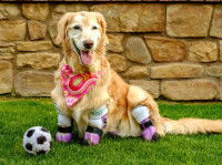 Chien sur du gazon avec une prothèse à chaque patte