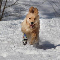 Chien courant dans la neige avec une prothèse à la patte avant droite