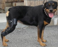 Rottweiler avec une prothèse de genou à la patte arrière
