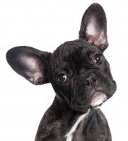 Petit Bulldog penchant la tête 