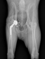 Radio du bassin d'un chien